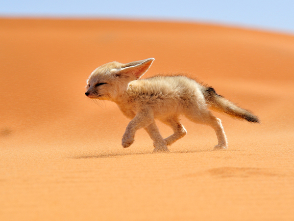 Tour privado de 8 dias desde tanger via chefchaouen, fez y desierto de merzouga